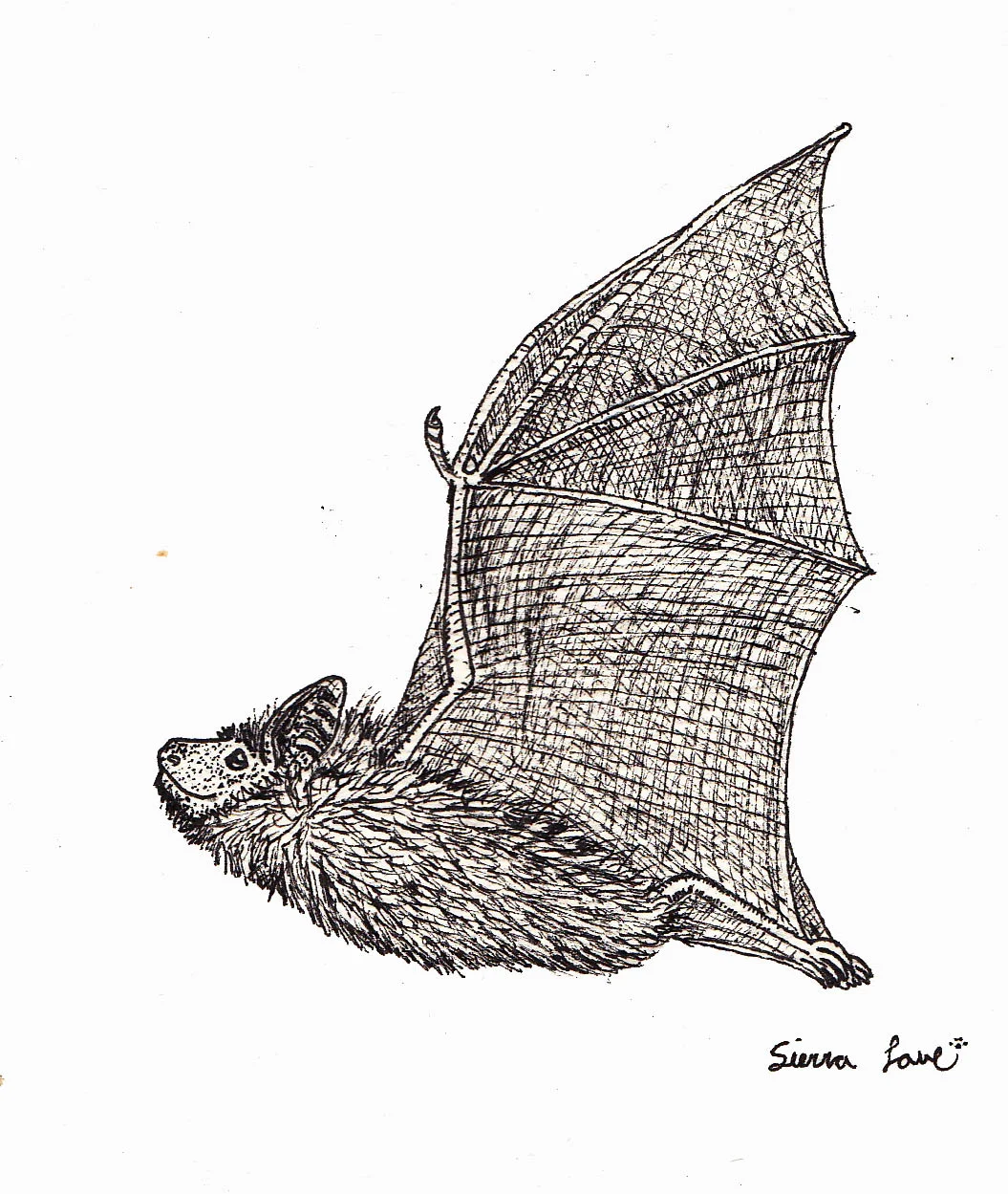 Erik's Brown Bat
