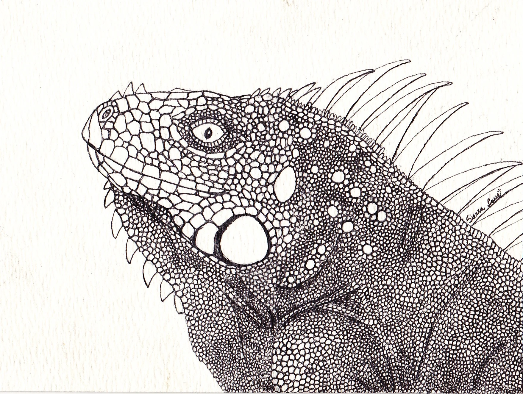 iguana.jpg