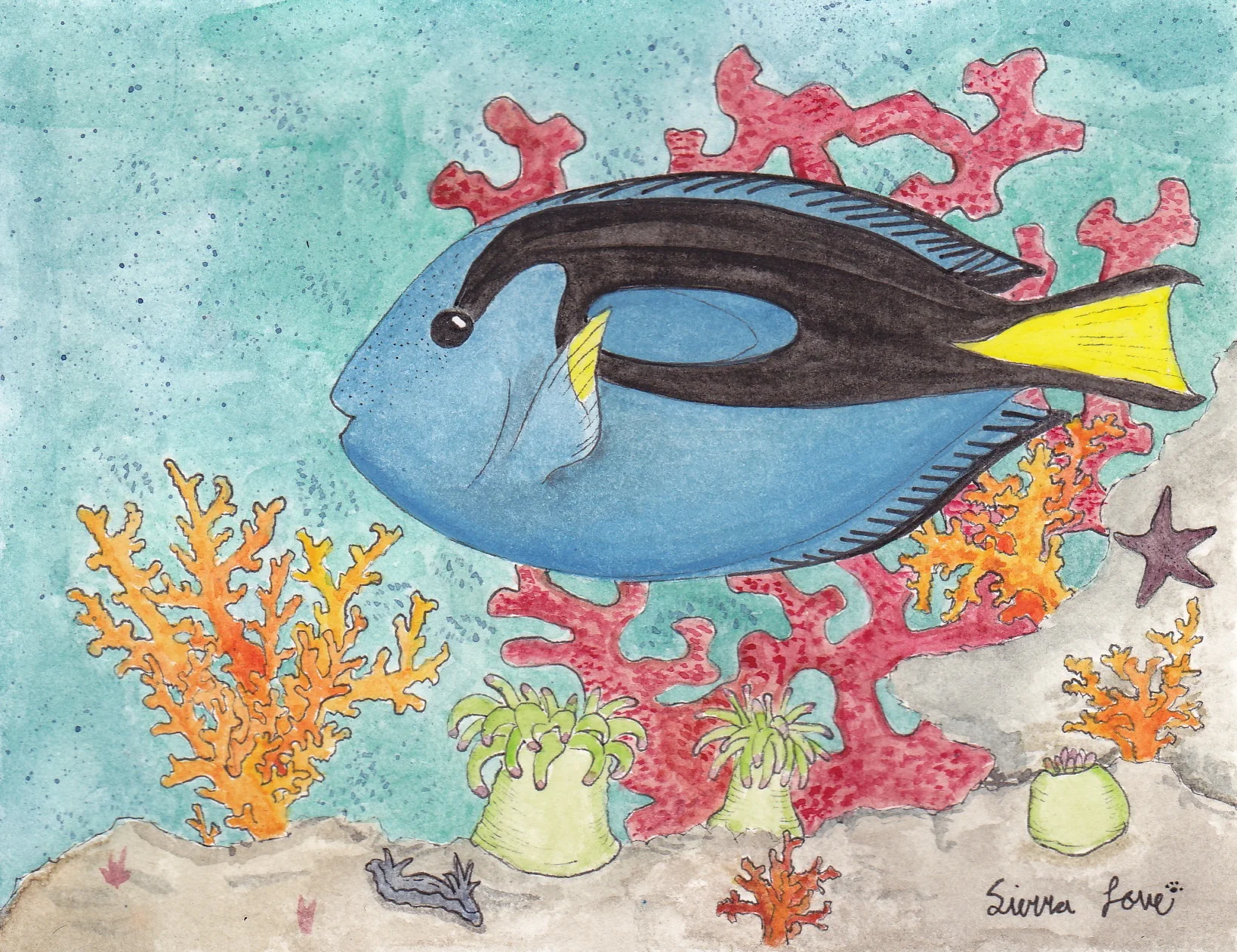 Royal Blue Tang