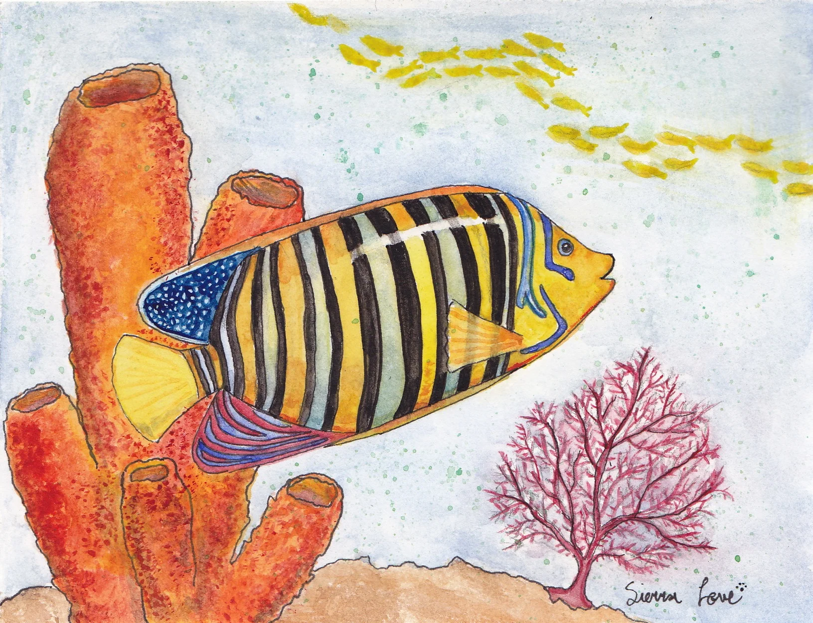 Royal Angelfish