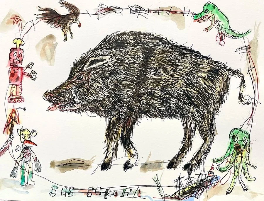  Sus-scrofa, Ink and watercolor, 9(h) x 12(w)in, 2024 