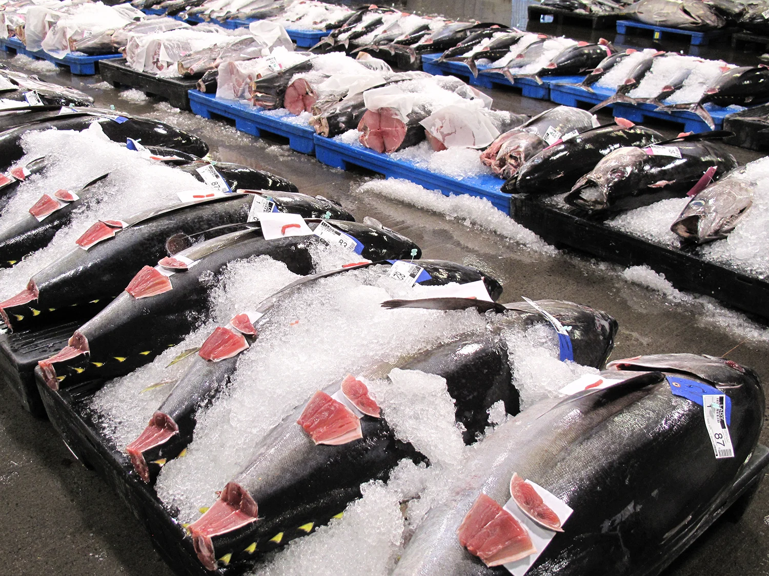 Freshly caught ahi at the Honolulu Fish Auction.