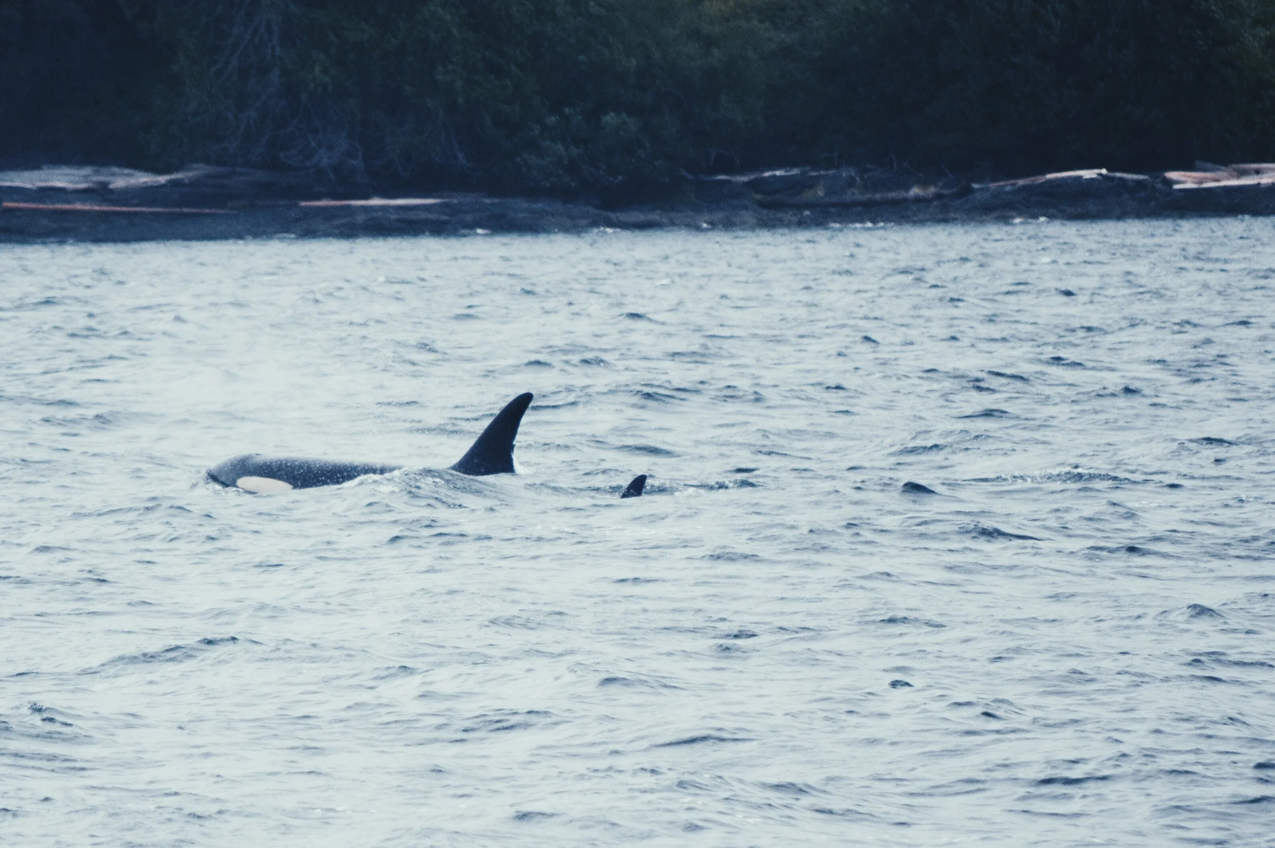 killer whales in the wild
