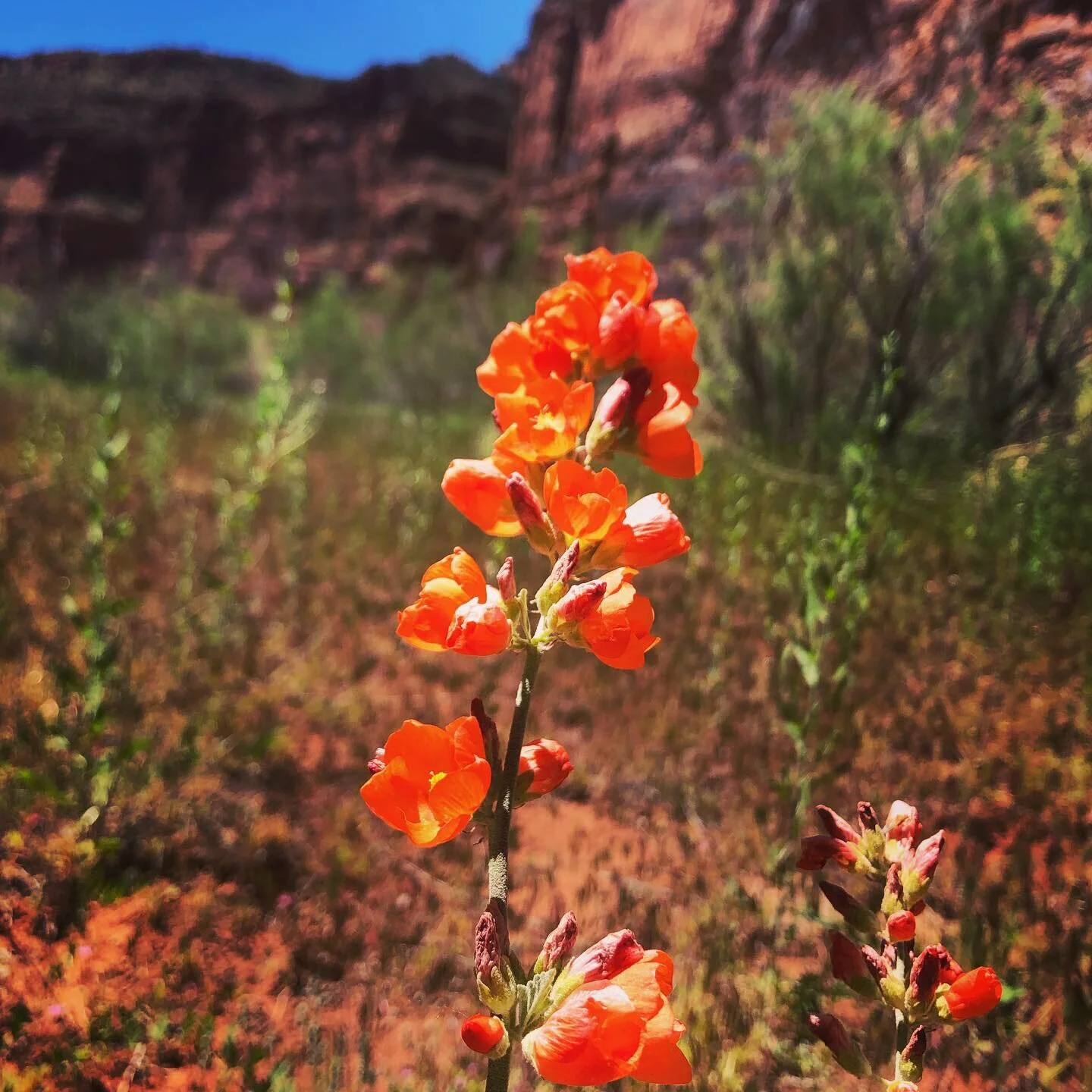 Strong &amp; Steady Monday Series