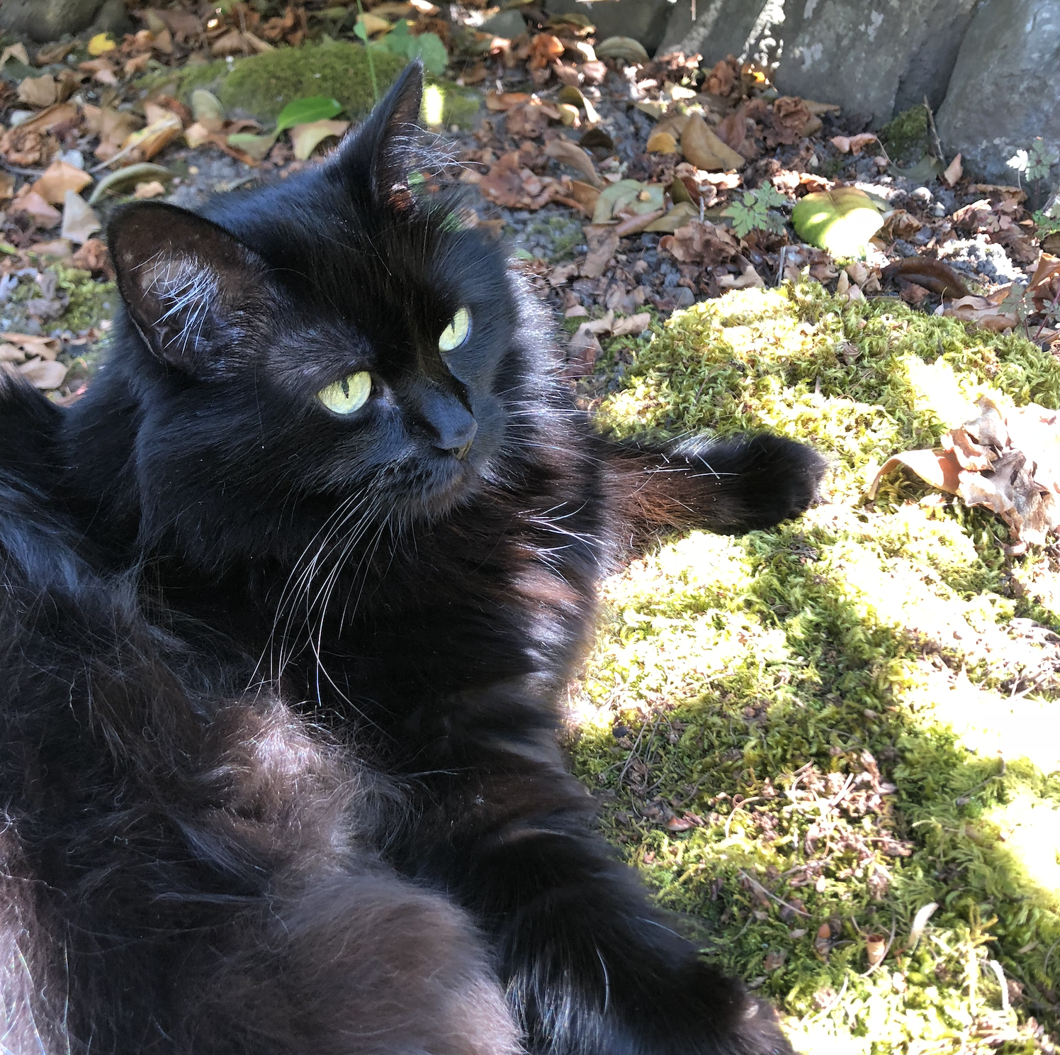 Screenshot 2026-01-05 at 7.57.24 AM.png