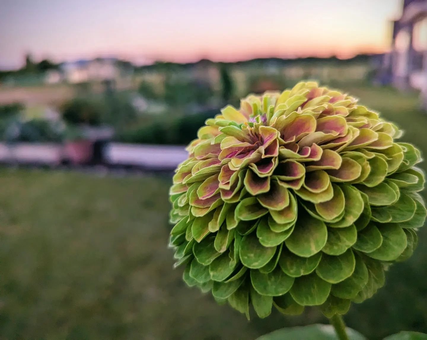 @mrs.porterhaus has crushed the zinnia game in 2024. Check this beauty out!