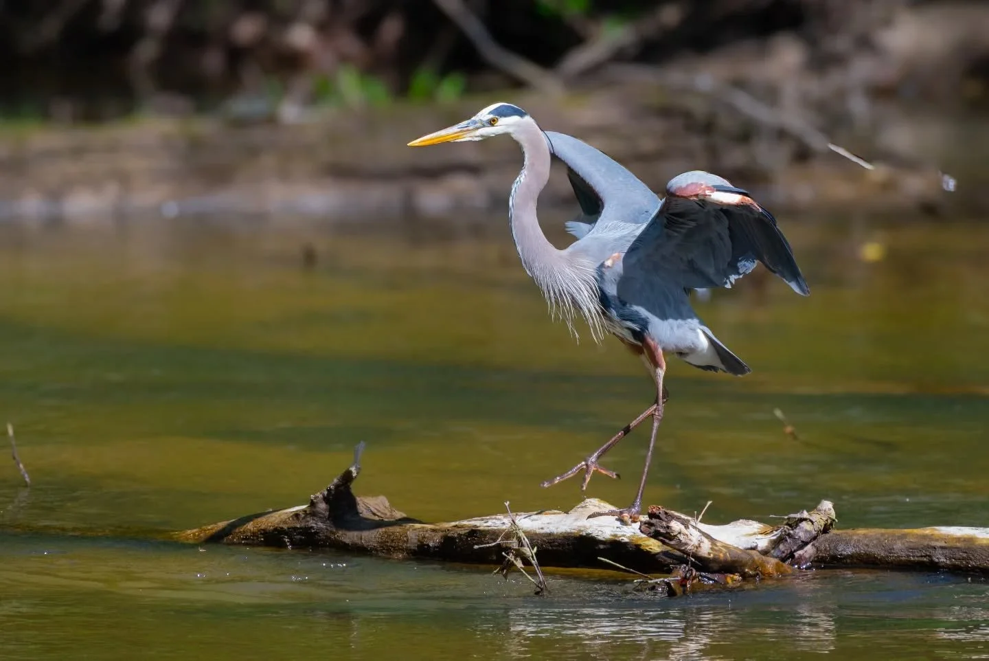 Great Blue Heron