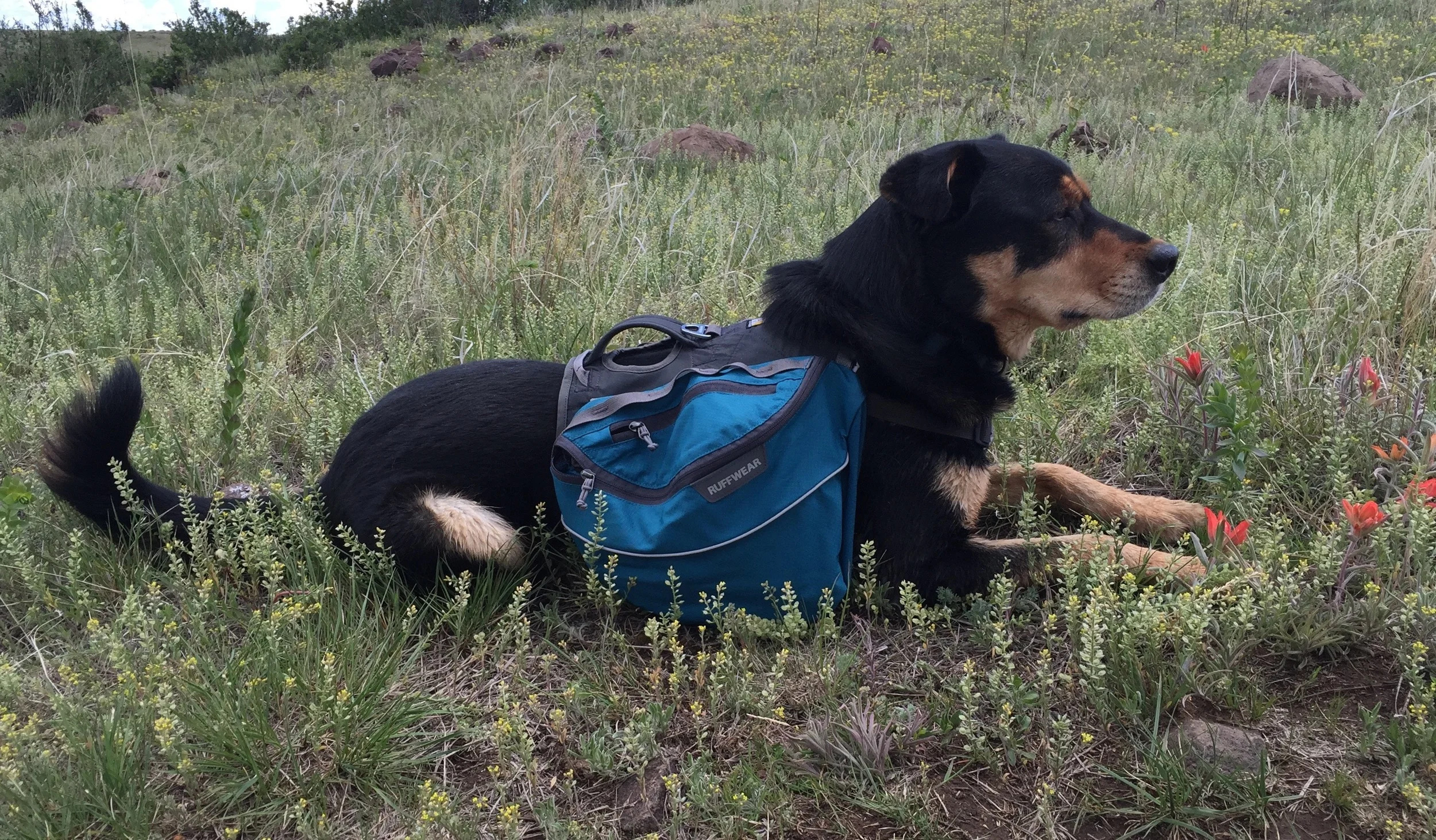 Gearhead Thursdays: Dog (Part 2 of 4)