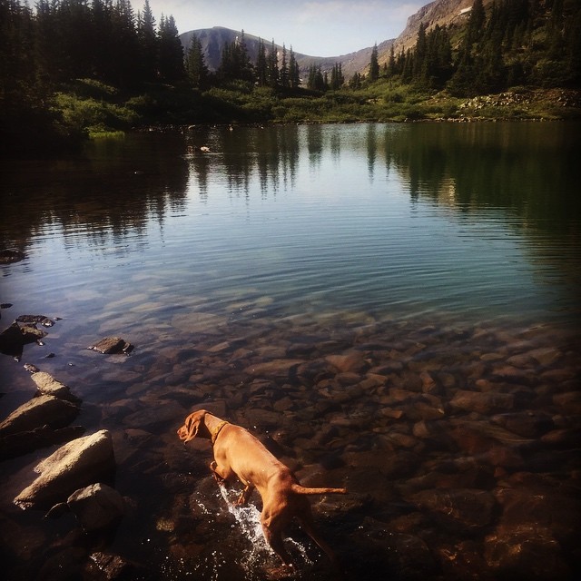 Dexter the bird dog or Dexter the water dog? #vizslagram #colorado #getoutside #vizslasofinstagram101 #buenavista #lostlake