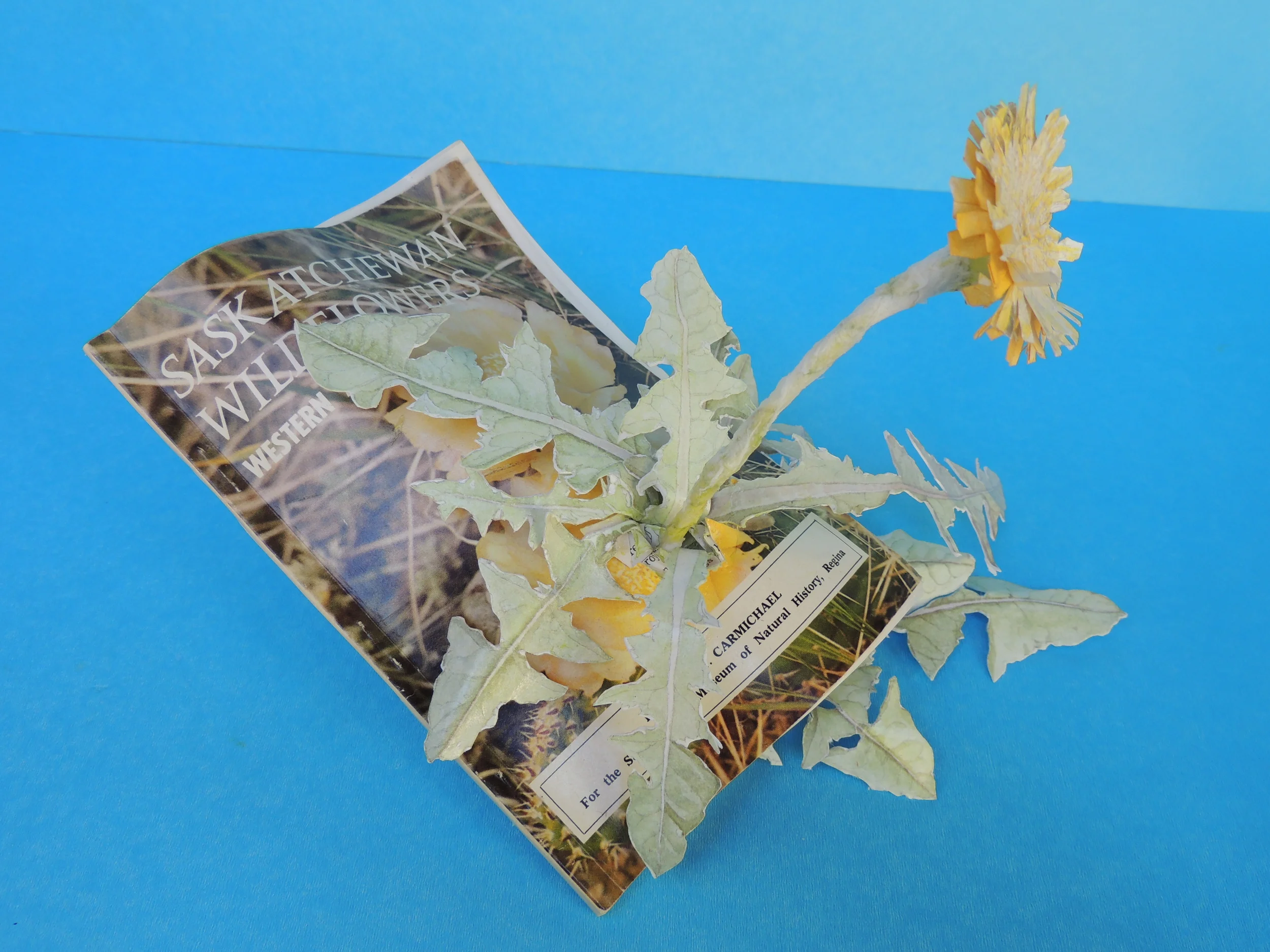 Canada's First Spring Flower (Flower field guide)