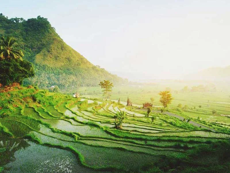 ubud.jpg