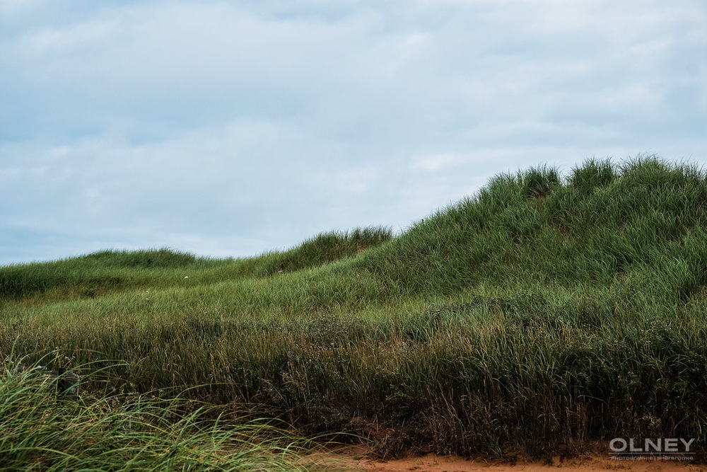 Dunes in Cavendish PEI olney photographe sherbrooke