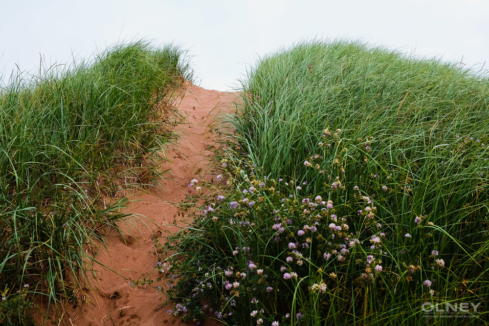 Dunes and path in Cavendish PEI olney photographe sherbrooke