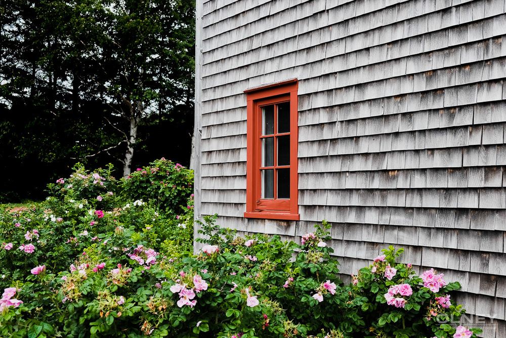 Flowers and shed in Ann of Green Gables park olney photographe sherbrooke