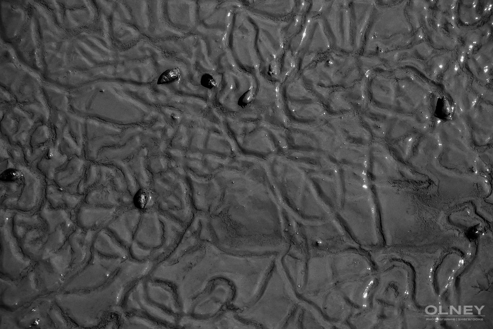Snails in mud black and white olney photographe sherbrooke
