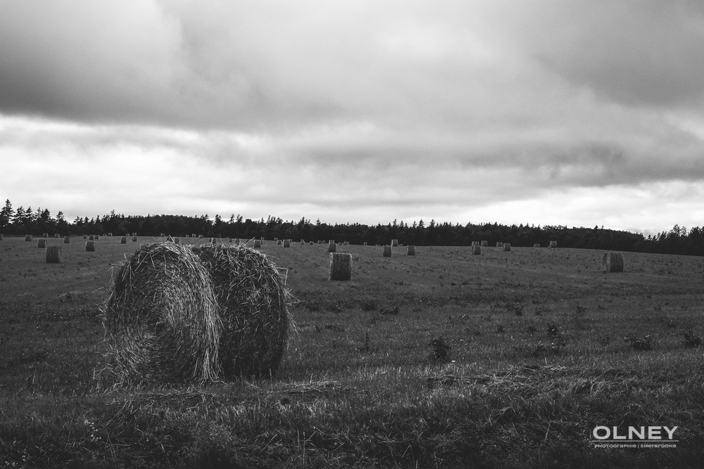 Hay on prince edward island olney photographe sherbrooke