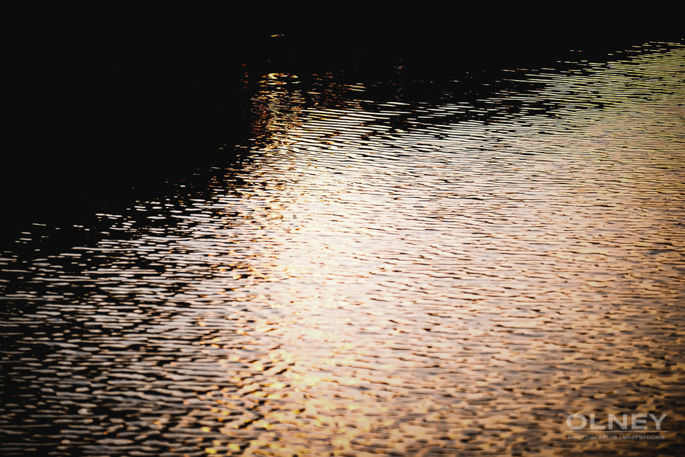 reflets lac des cygnes montreal olney photographe sherbrooke