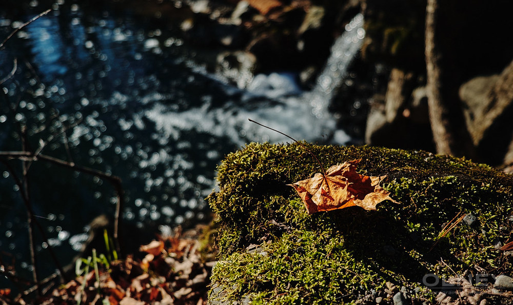 Leaf on moss in Sherbrooke