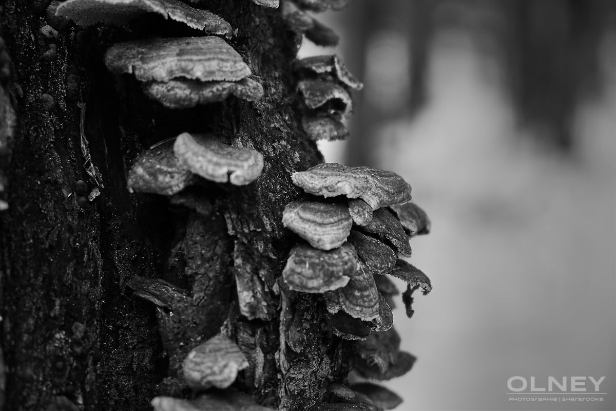 Mushrooms still alive in the dead of winter
