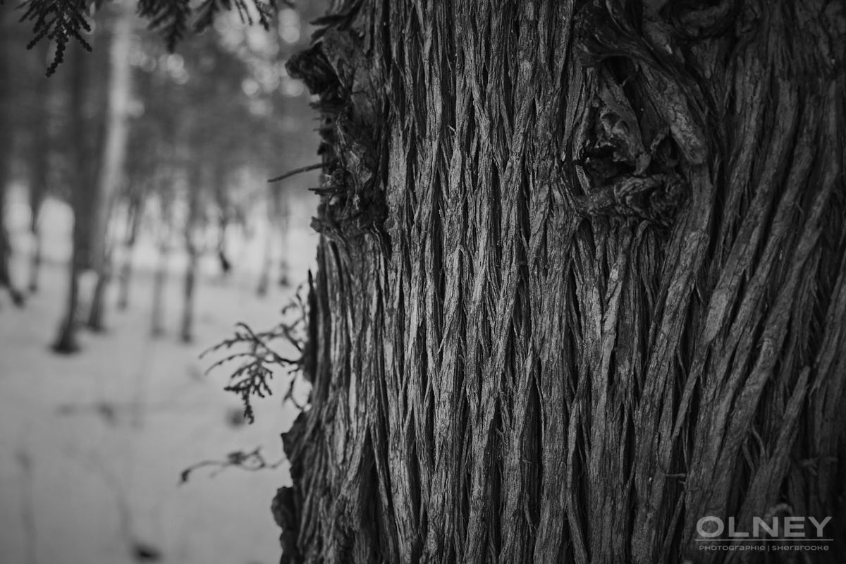 Tree bark ressembles rope