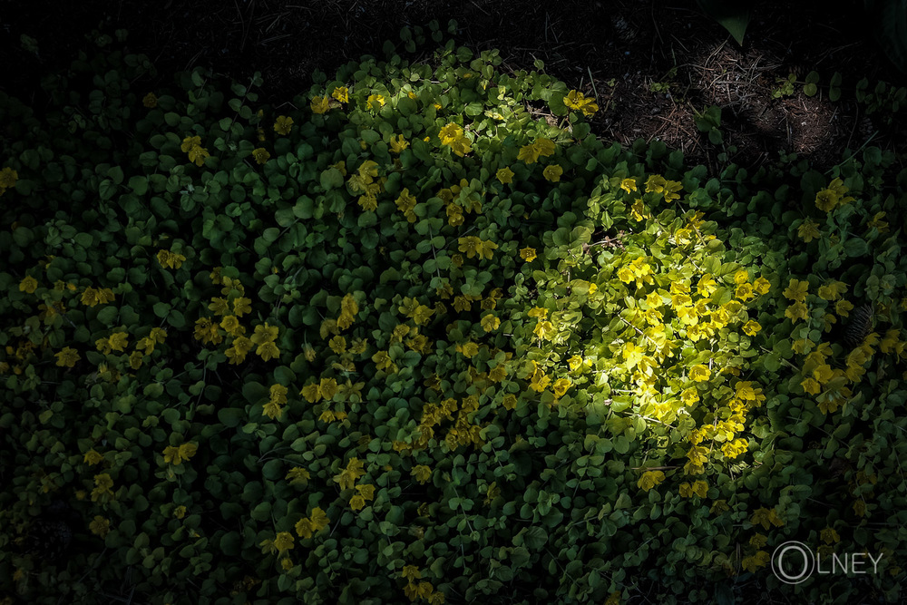 Patch of clover in Cap-Egmont Prince Edward Island