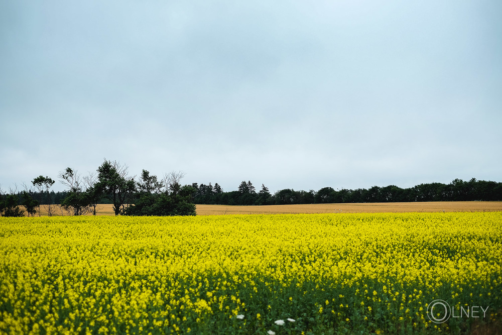 Field in North Rustico Prince Edward Island