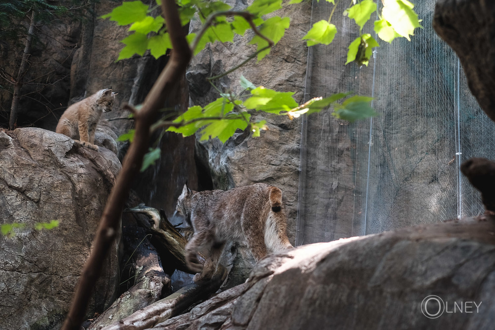 lynx cub waiting for his mother at montreal biodome