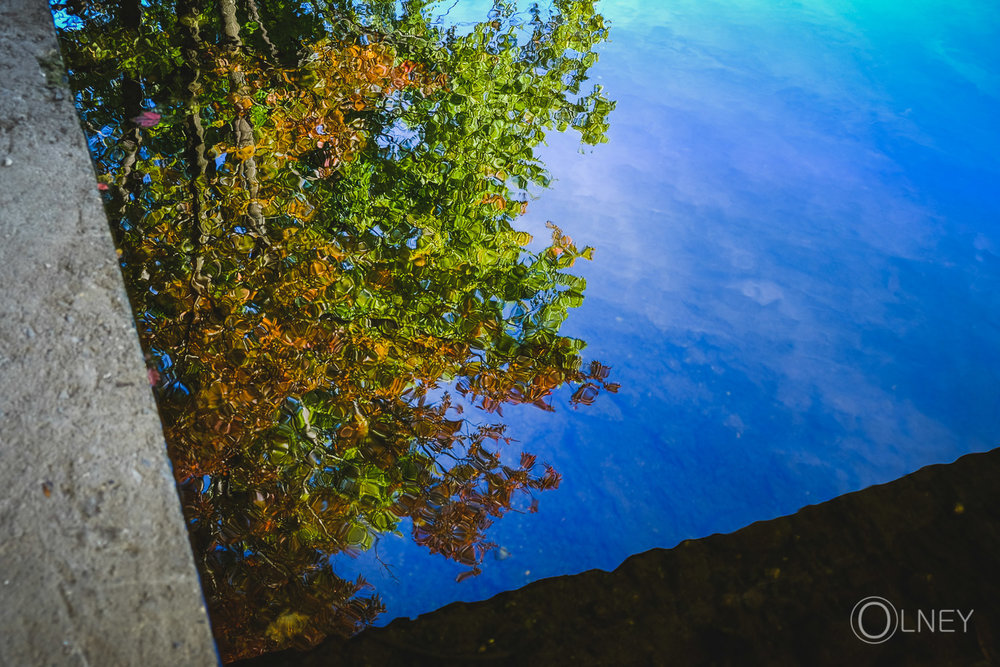 reflet d'arbre en automne