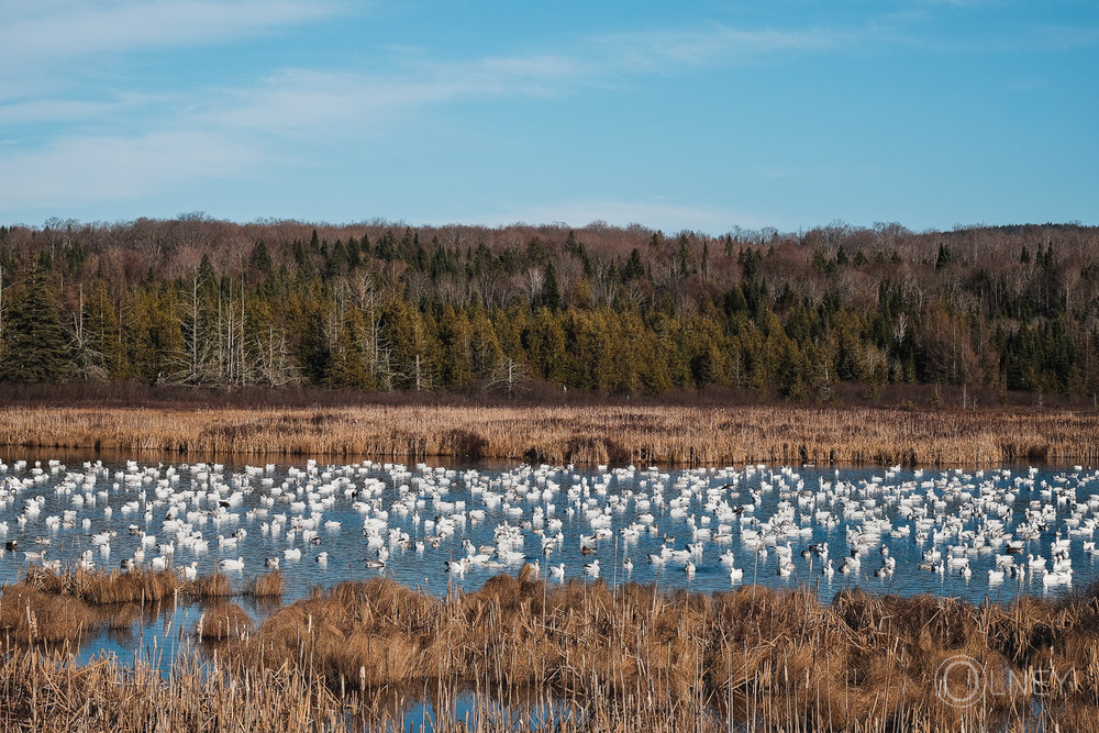 oies blanches au marais duquette en Estrie