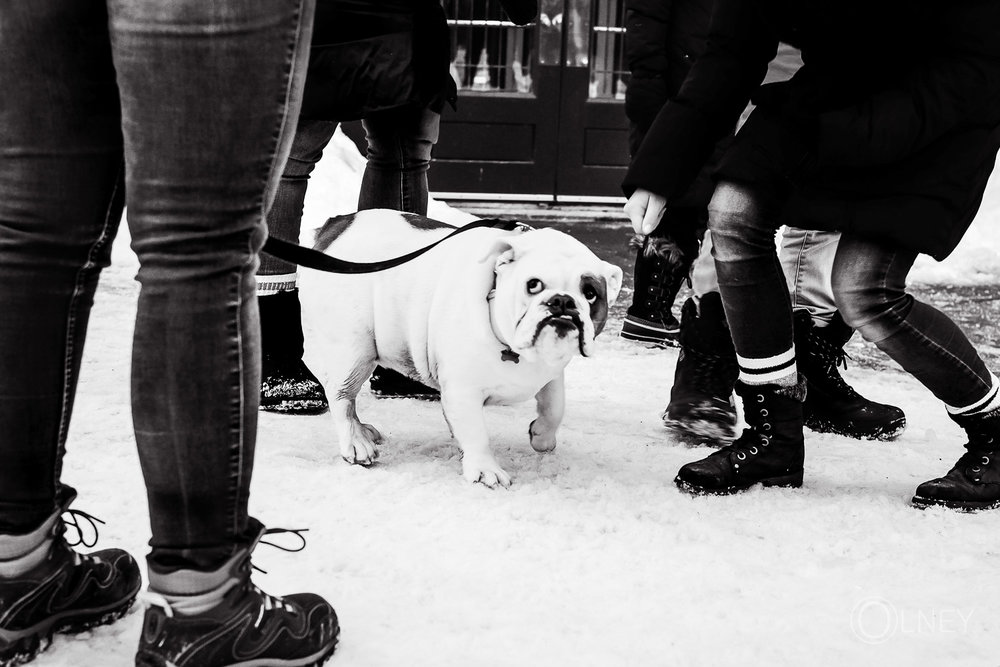 Dog on Dufferin terrace in Quebec city