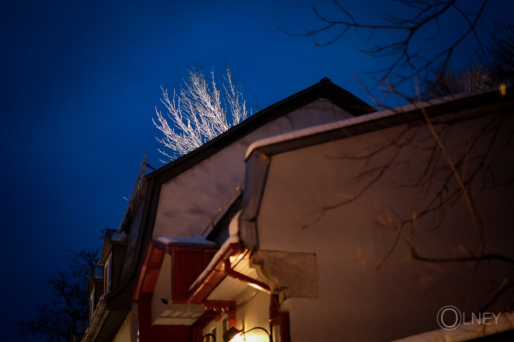 illuminated tree branches in old quebec city