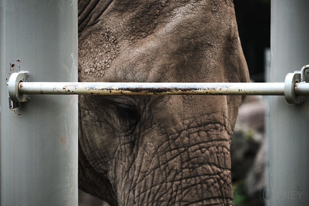 caged elephant at granby zoo