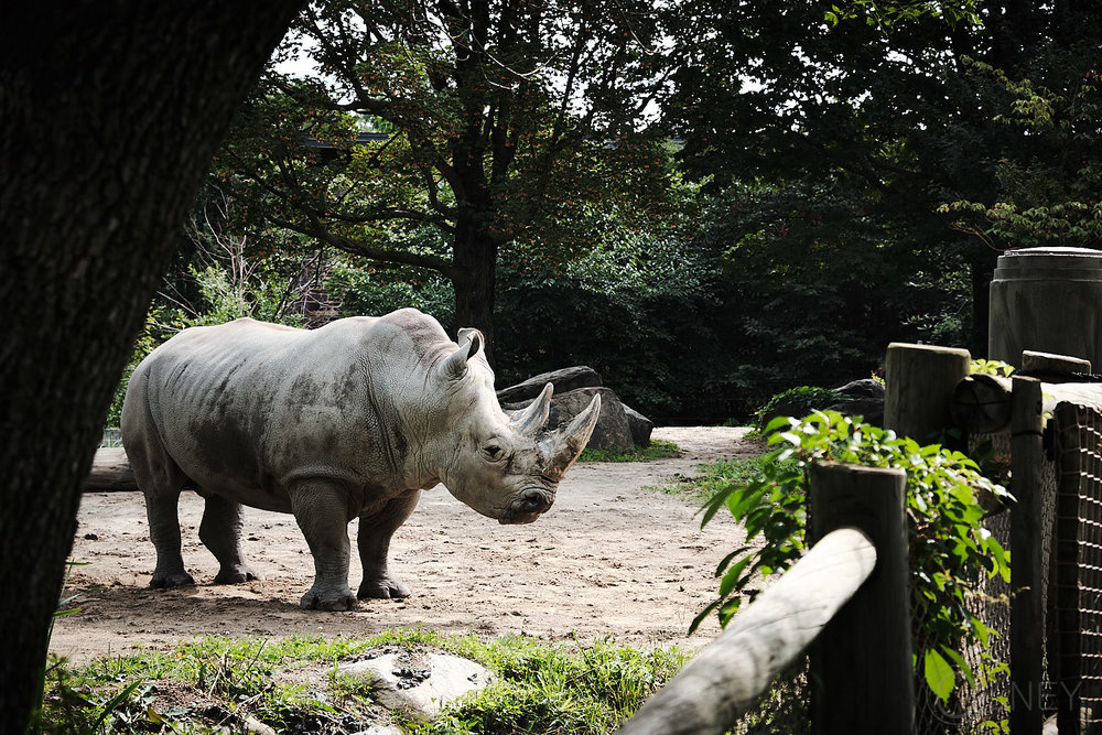 rhino at granby zoo