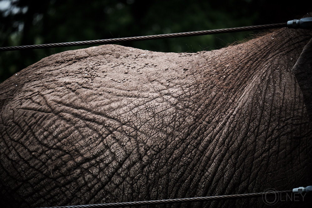 elephant back at granby zoo