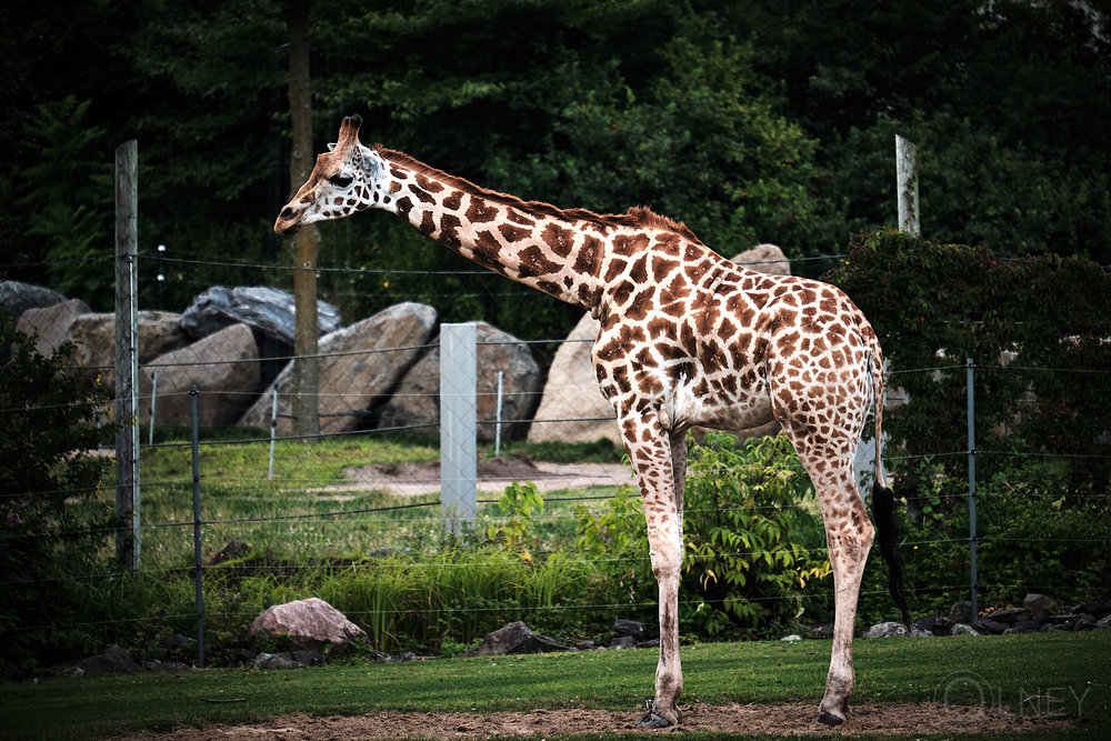 giraffe at granby zoo