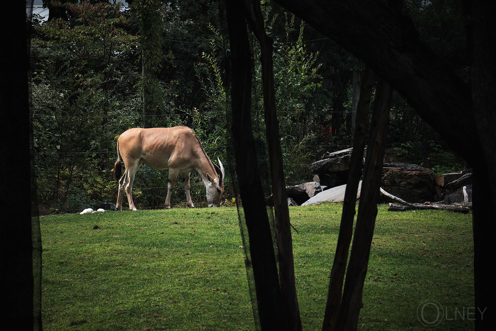 antilope at granby zoo