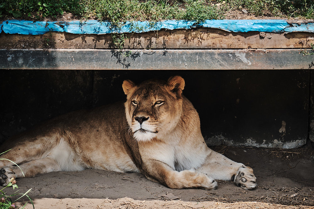 lioness at granby zoo