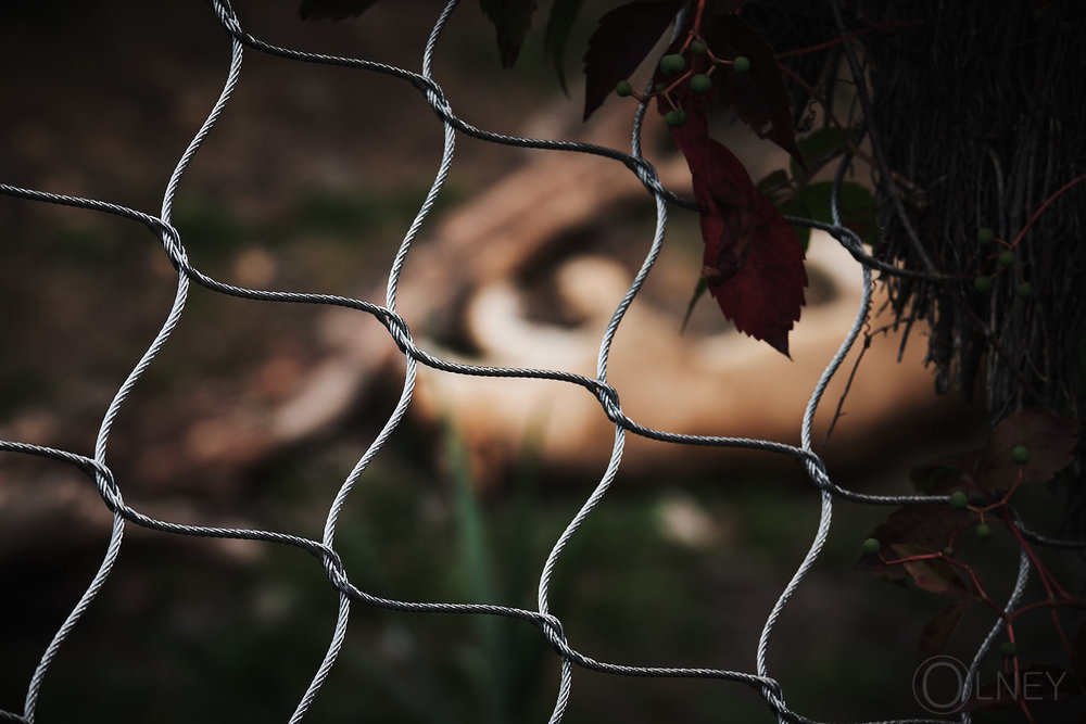 lion in cage at granby zoo