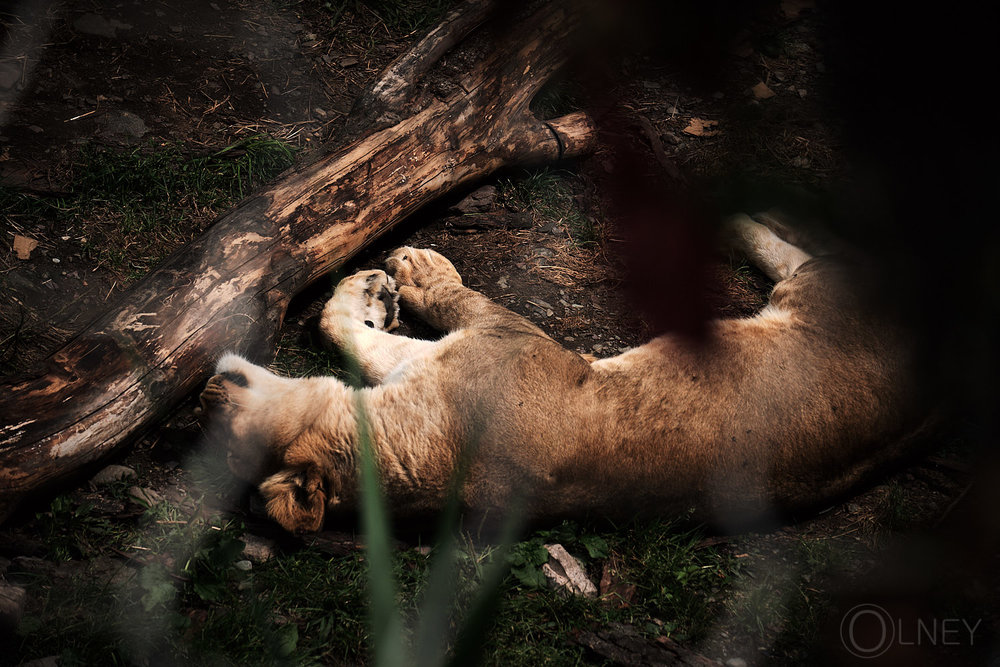 sleeping lion at granby zoo