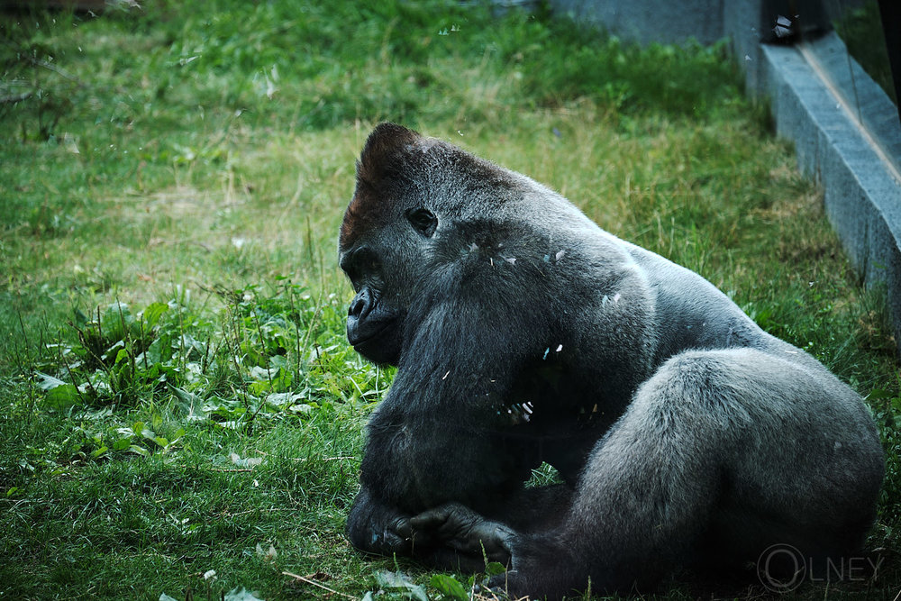 laid back gorilla at granby zoo