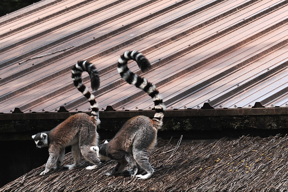 lemurs of madagascar at granby zoo