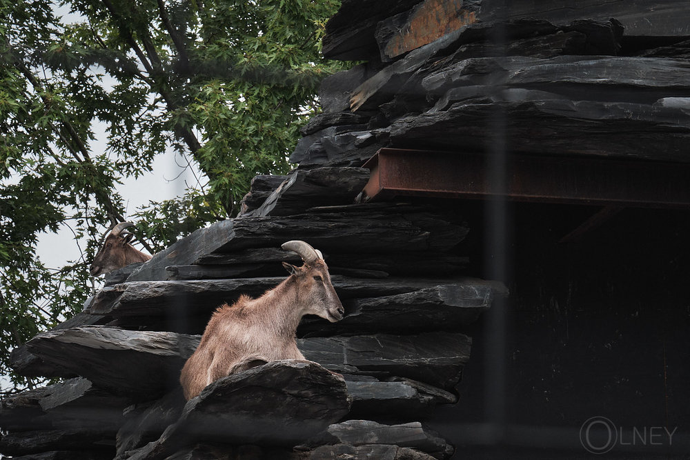 ibex at granby zoo