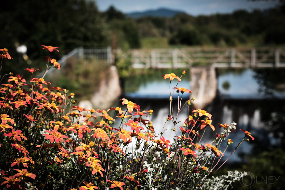 Flowers in Knowlton QC