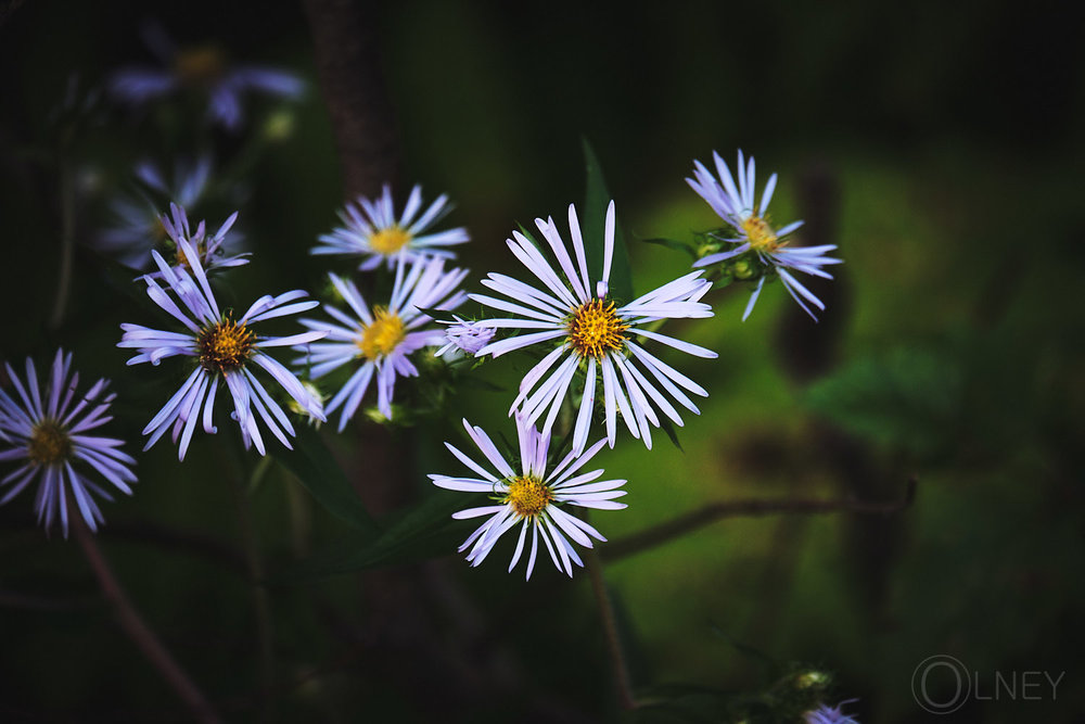 light purple flowers