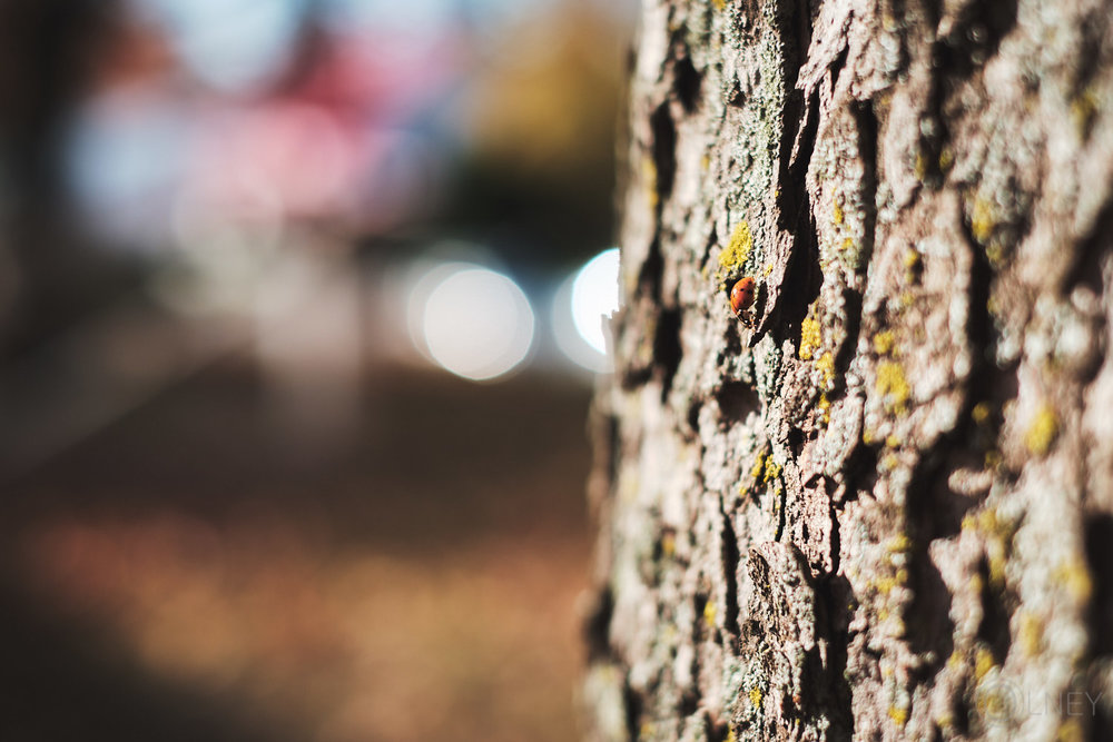 ladybug and tree bark