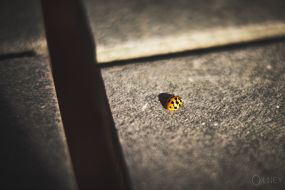 ladybug on picnic table upclose