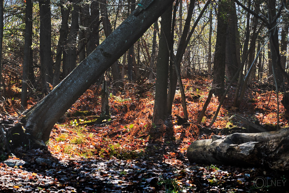 woods at etang burbank in danville qc