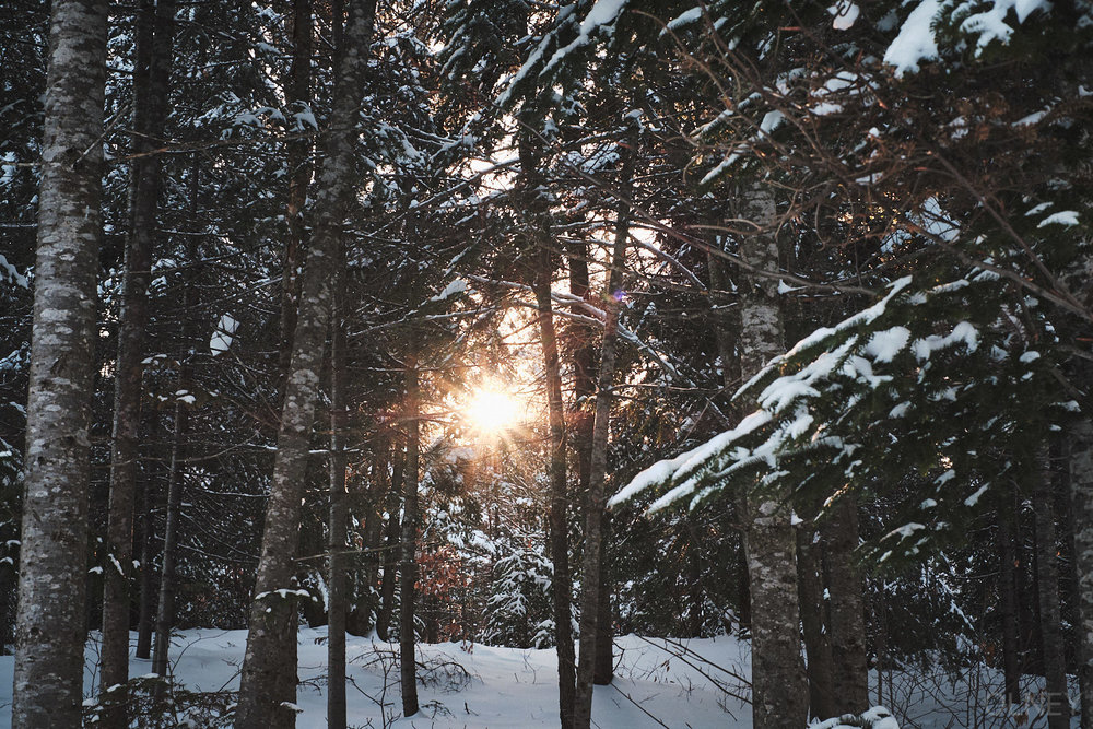 sun through trees in winter