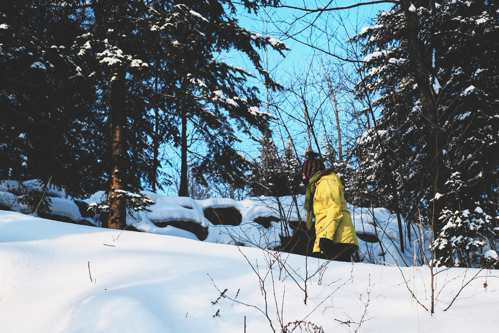 splash of color in the woods in winter