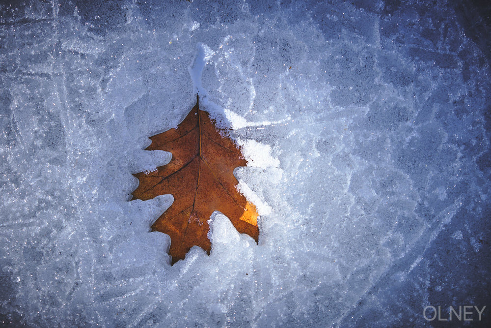 Oak tree leaf in ice